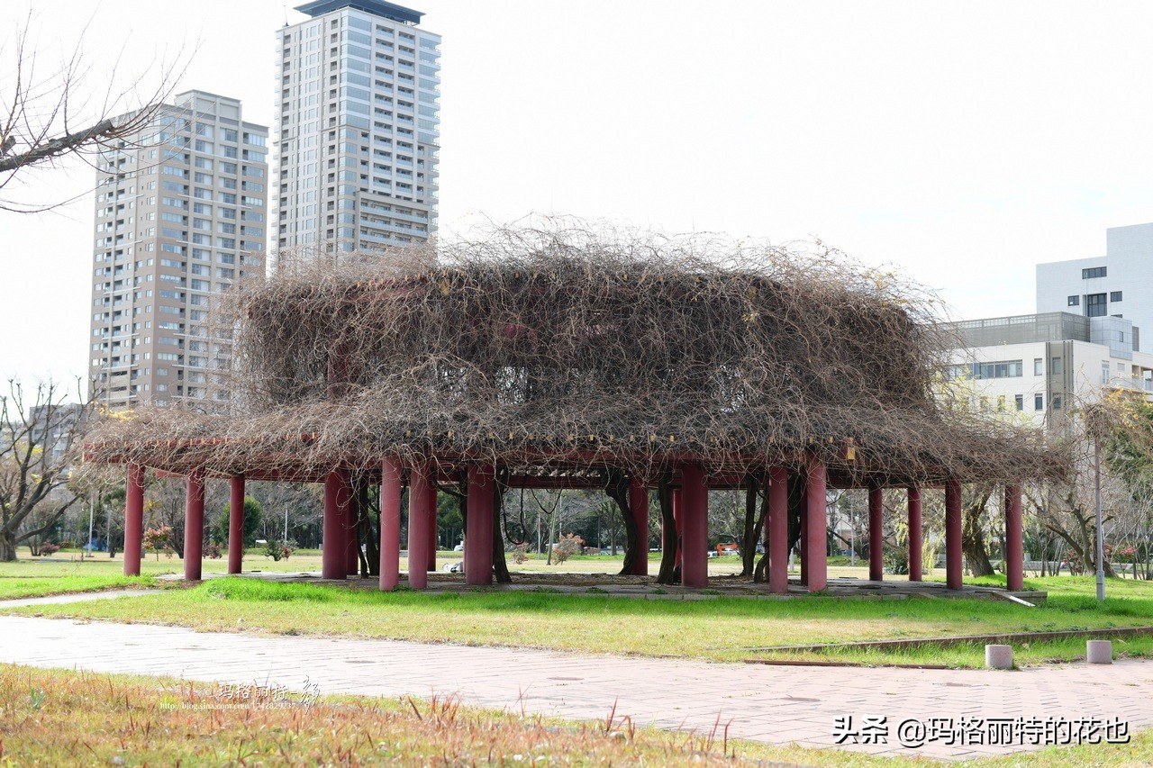 萁田森林公园和大阪的省钱之旅|行摄日本
