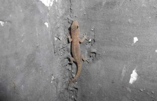 壁虎为什么是不死之身,壁虎守宫有毒吗