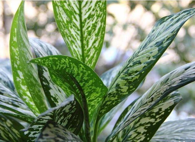 网购的植物好看又好养活的有哪些,网上买什么植物好看好养