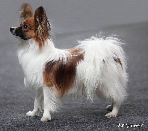 蝴蝶犬有黑白色吗,蝴蝶犬有折耳的吗