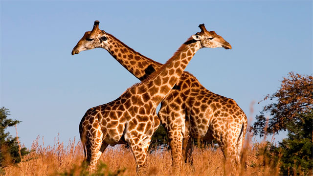 25岁去非洲，30岁回到中国，我在非洲工作的五年青春