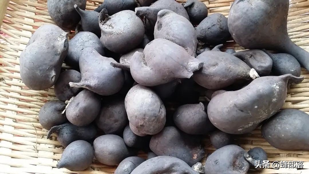 土人参多少钱一苗,土人参1千克得多少钱