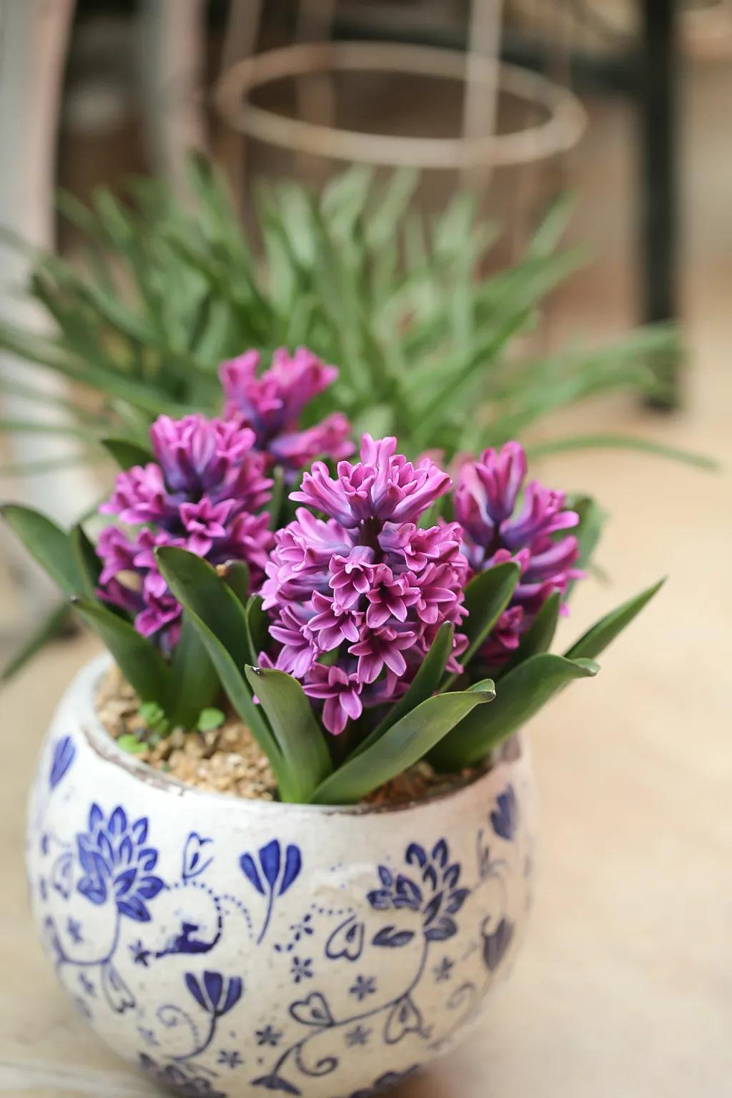 风信子花养护管理,风信子养护温度