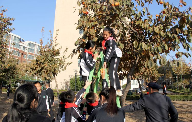 昌乐齐都实验学校：举行第四届“柿子熟了”采摘节活动