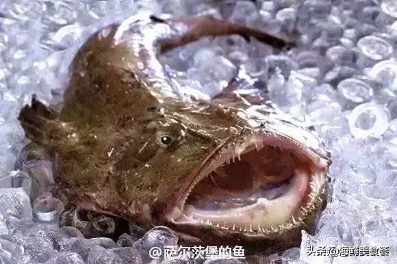 各种寿司纯鲜三文鱼刺身,日本传统寿司都用什么鱼