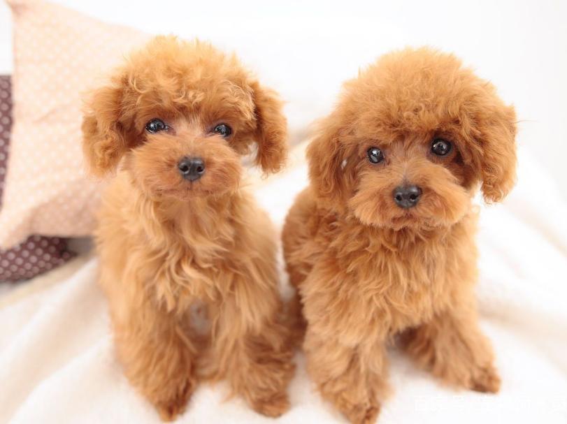 不同国家的狗大比拼,不同国家的狗狗品种结合的样子