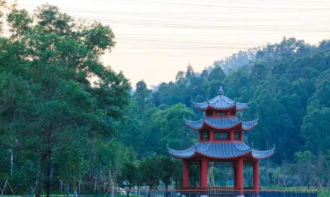 春天该很好，倘若你在场！龙岗最“花心”的地方是……