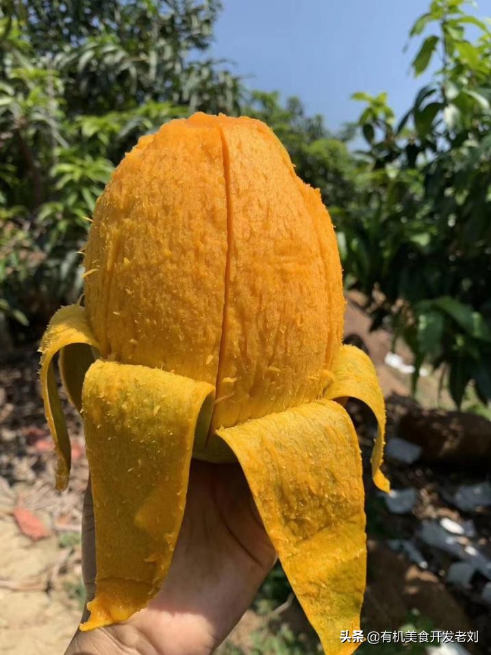 芒果的快速吃法吃货一定要知道,各种品类芒果的吃法