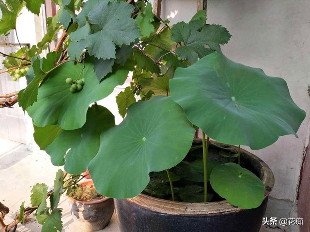 碗莲种藕无土栽培方法,碗莲怎么种植才能种出莲蓬和藕