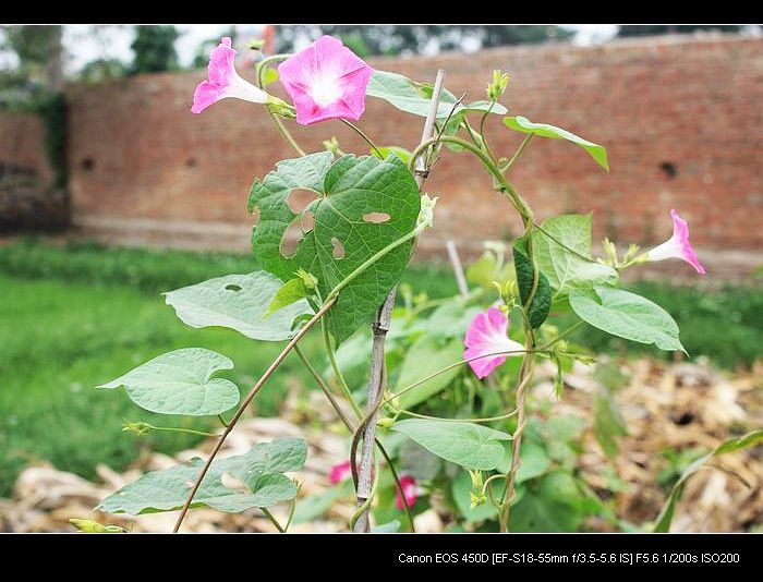 记录农家小院的真实生活,北方农村隐居田园的生活