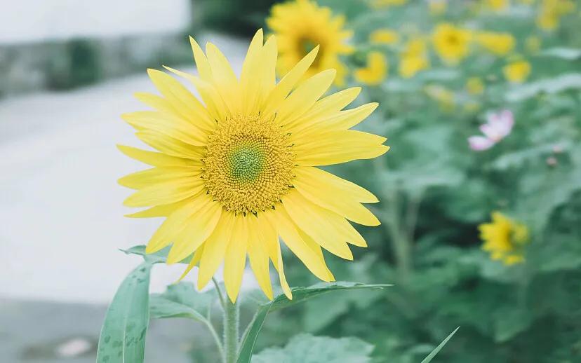 2020最火的微信名干净清新,2022最惊艳个性微信名