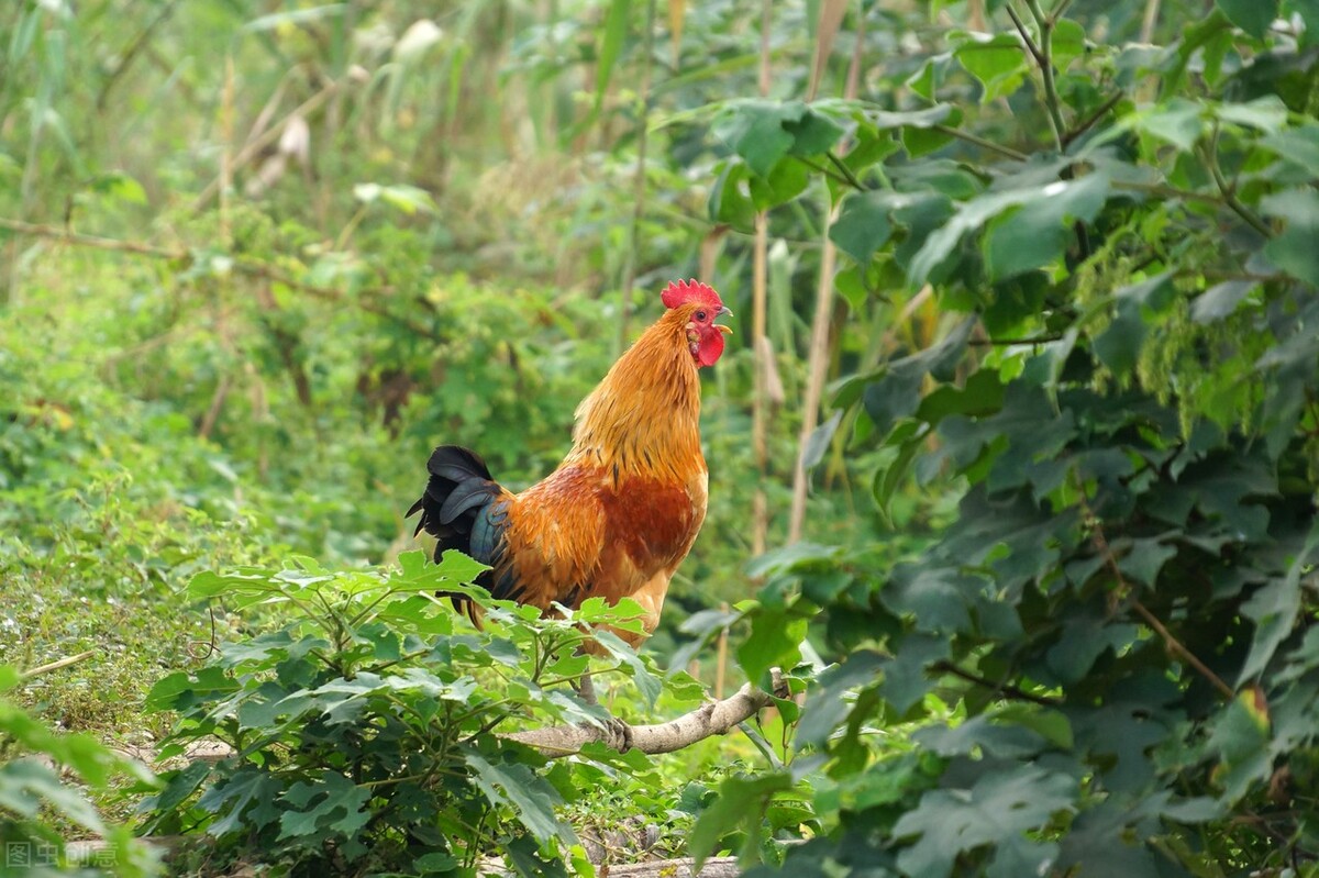 黄鼠狼偷鸡传说,黄鼠狼为什么只咬鸡屁股
