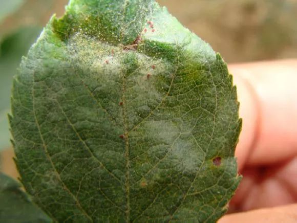 月季杀虫最有效液,什么植物可以帮月季杀虫