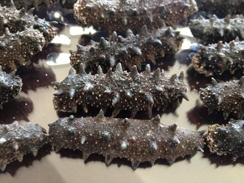 什么样的海参是比较好的海鲜,什么样的海参是好海参