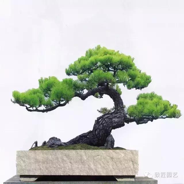 盆景造型基础知识学习树冠比例,盆景造型后期枝条怎么分化