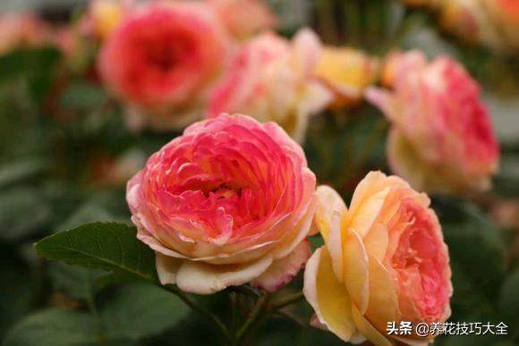 四季开花的月季又香又好养有几种,最漂亮10种盆栽月季