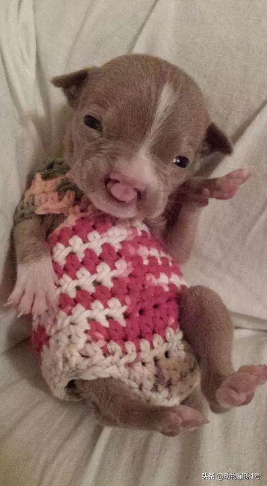 唇腭裂的小狗,唇裂小狗修复了可以养活吗