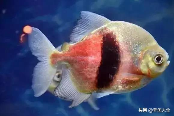 养鱼大神都养什么鱼,鱼缸养鱼都有哪些鱼