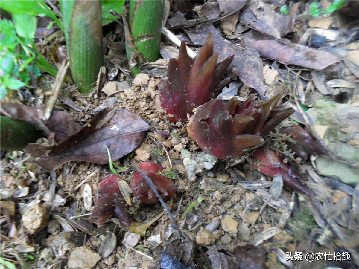 号称种下不用打理，国内热销还出口，农民却很少种，是炒作？