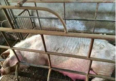 母猪身上痒掉毛到处擦是怎么回事,母猪浑身痒到处蹭是怎么回事