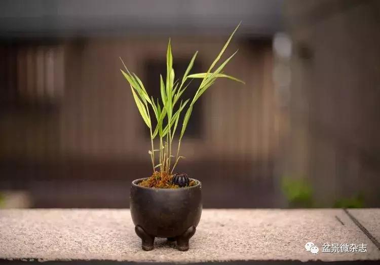 盆景艺术欣赏视频大全,盆景万象盆