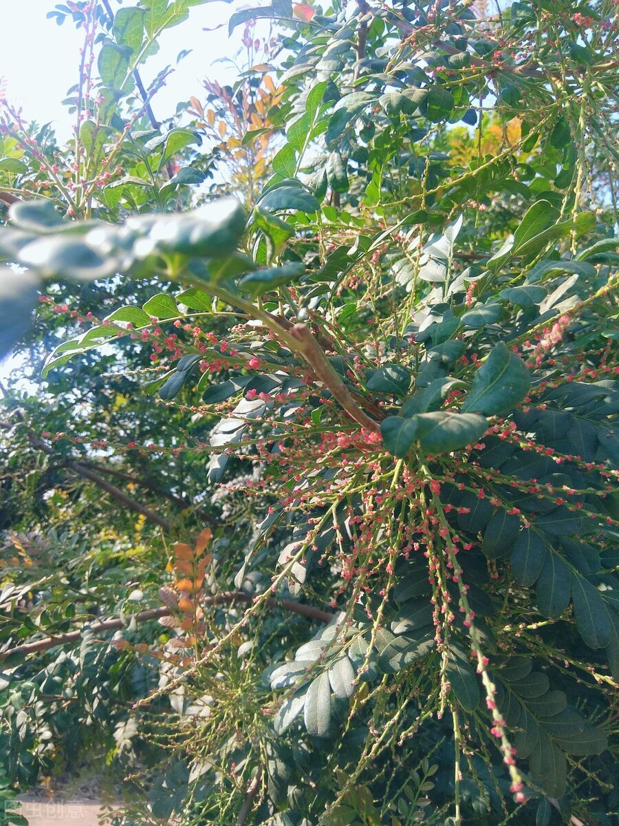 正宗香叶树,野生香叶树