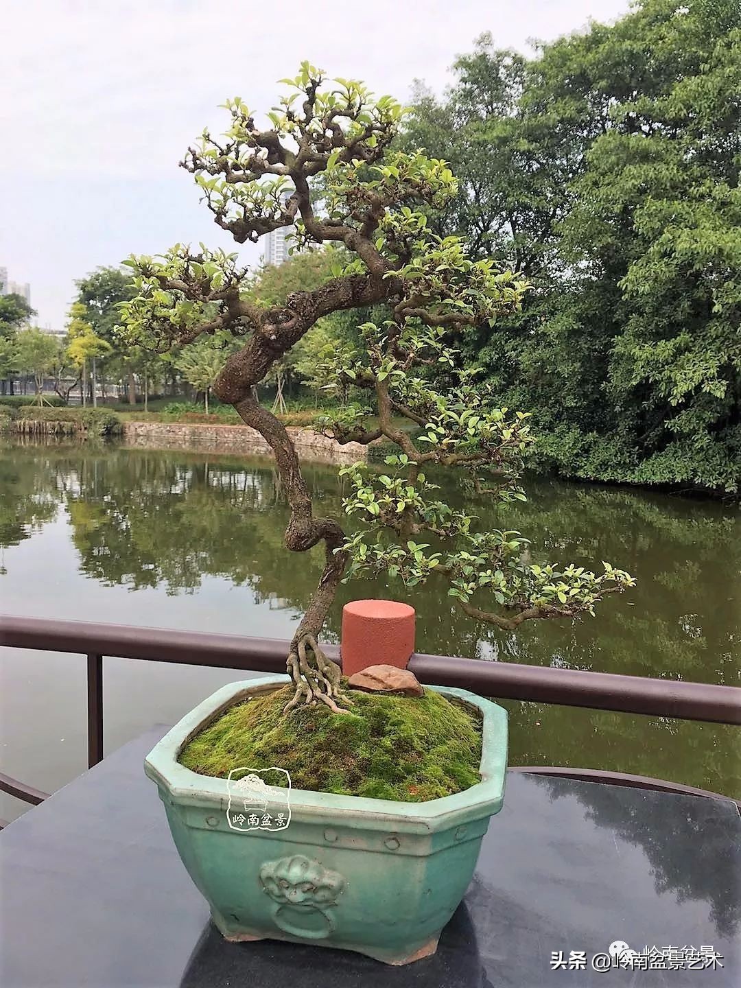 杂木盆景也毫不逊色,杂木盆景值钱吗