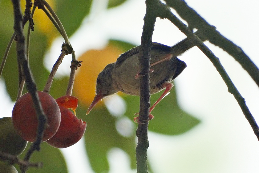 长尾缝叶莺筑巢,长尾缝叶莺读音
