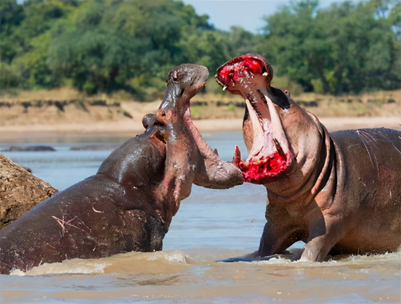 顶翻狮子、口撕鳄鱼的河马，到底有多恐怖？非洲只有一物能制服它