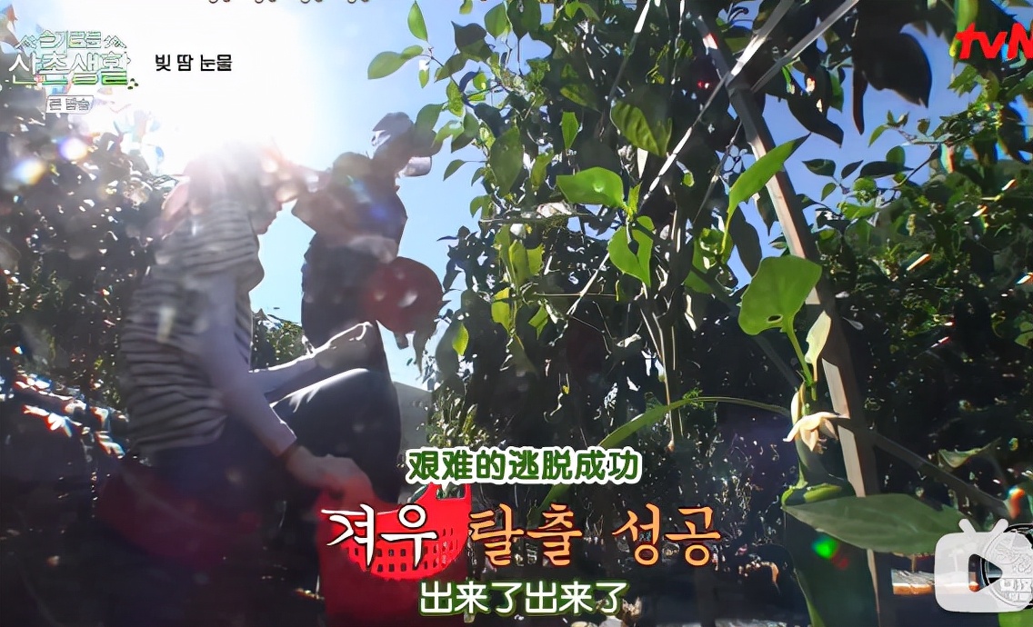 柳演锡申贤彬为什么叫wintergarden,罗英锡曺圭贤