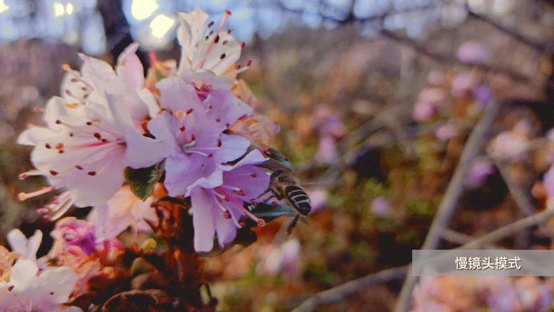 vivos6拍照效果,vivos6手机拍摄视频技巧和拍照片