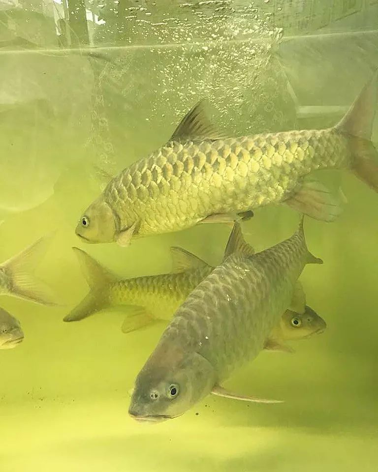 世界十大凶猛淡水鱼类,顶级淡水鱼类