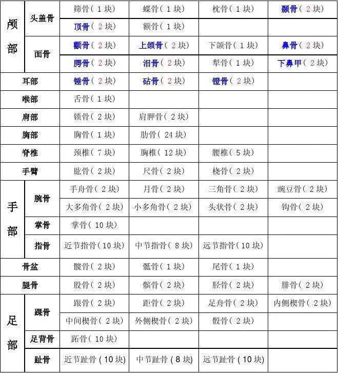 成人骨骼数量是多少,骨骼识别智能分析