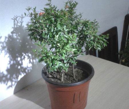 石榴盆景冬天修剪完后怎么养护,石榴盆景秋冬修剪不影响开花