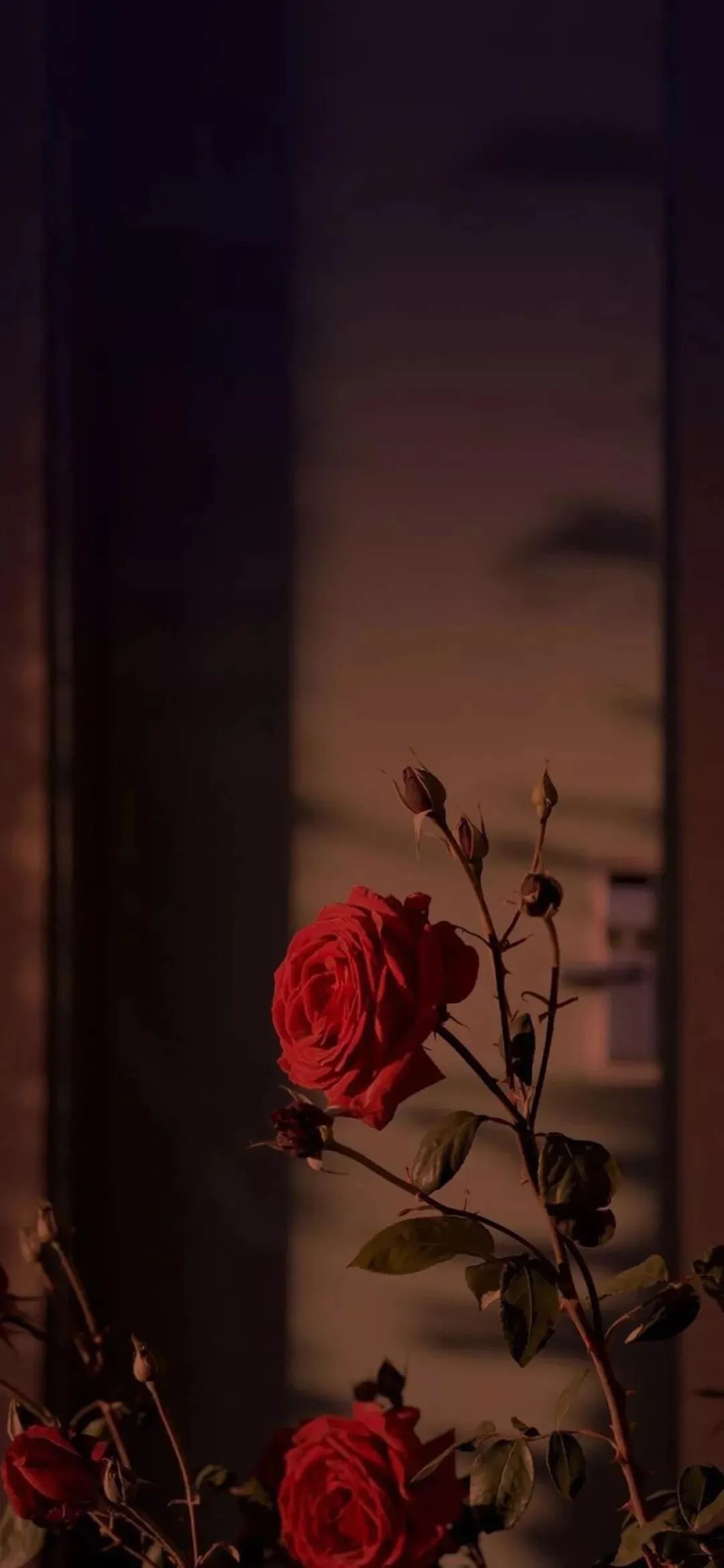 谷爱凌图片高清壁纸,周杰伦图片高清壁纸