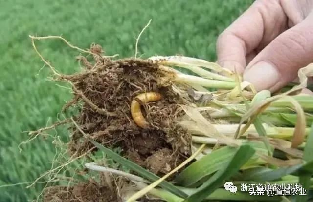 花生苗出来了地下有蛴螬怎么办,地下蛴螬和地老虎应该施什么药治