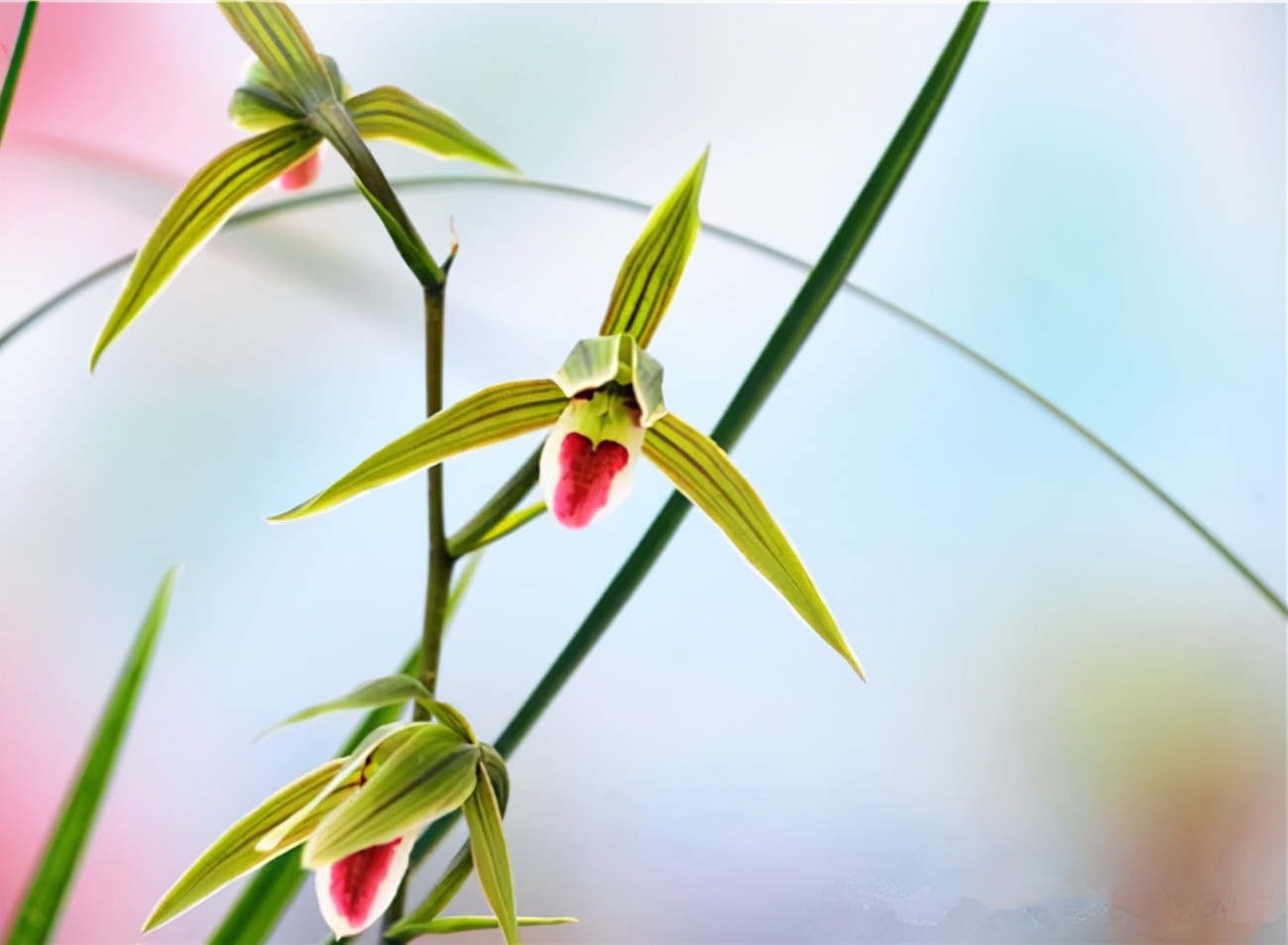 即香又好看又名贵的兰花,香味最好的兰花是哪个品种