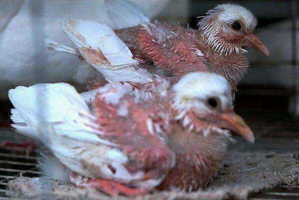 信鸽雌雄怎么区分,信鸽怎么才能分清公母