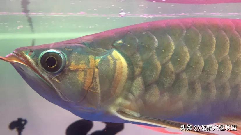 龙鱼兜嘴需不需要处理,龙鱼兜嘴怎么调理过来