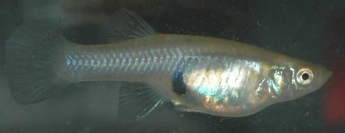 如果蚊子消失了对地球有什么伤害,如果蚊子从地球上消失人类会怎样