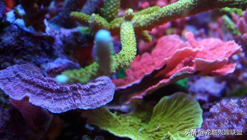 海缸最好养的生物,海缸最好养的软体生物