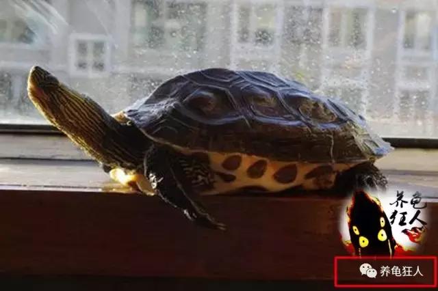 中华花龟和台湾花龟有什么区别,斑纹草龟和普通草龟的区别