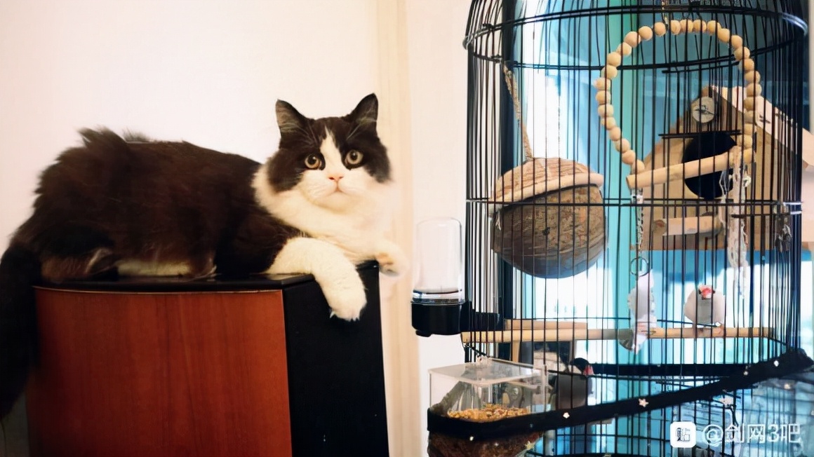 剑网三100%必出的宠物,剑网三第六只门派跟宠攻略