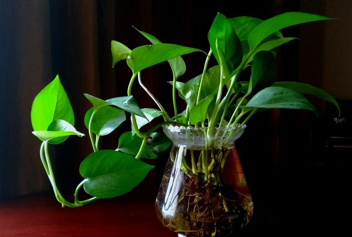 水培绿萝长得不够旺?按这4点来种植,绿萝长得肥壮、油绿