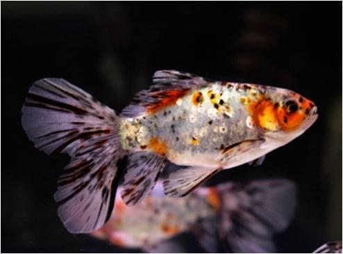 新手养金鱼哪种金鱼最好养,金鱼种类和饲养难度