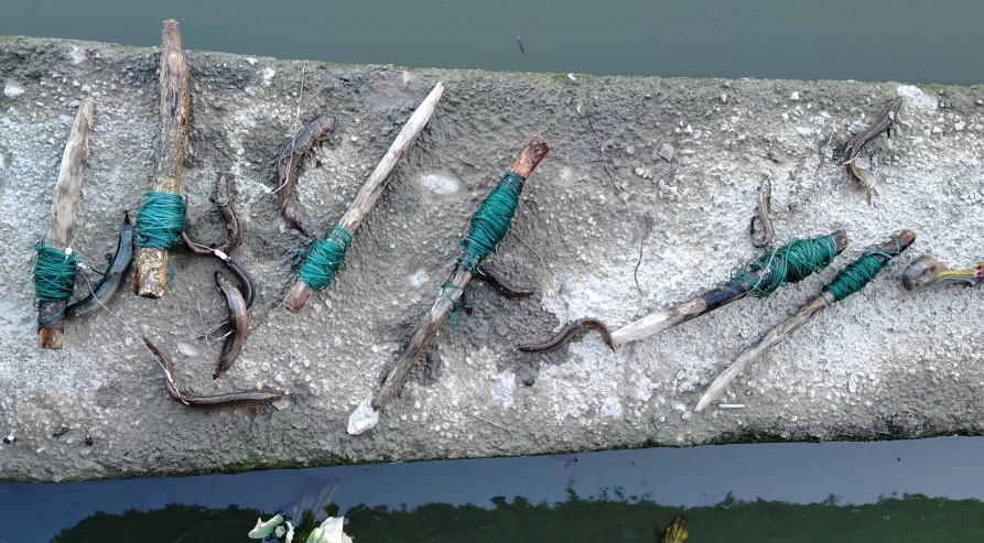 甲鱼针钓甲鱼的技巧,钓甲鱼线组搭配和技巧