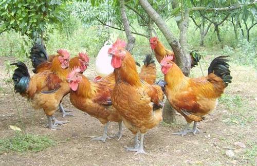 怎样养鸡长得快肉还好吃,有什么办法养鸡又肥又大