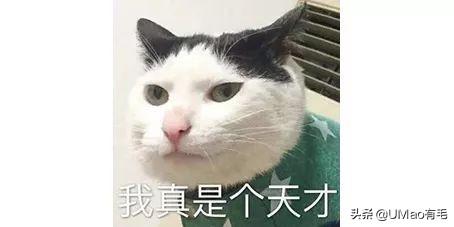 我们败了两款新型“猫*品毒**”孝敬主子，你猜哪种比较受猫欢迎？
