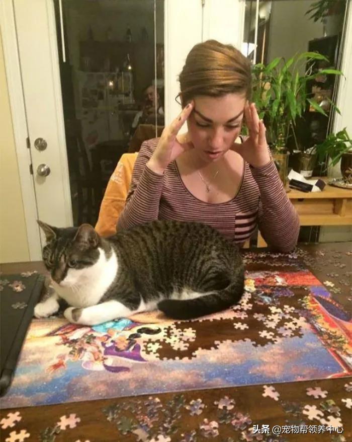 养猫还想养只猫,养猫会有想扔的想法吗