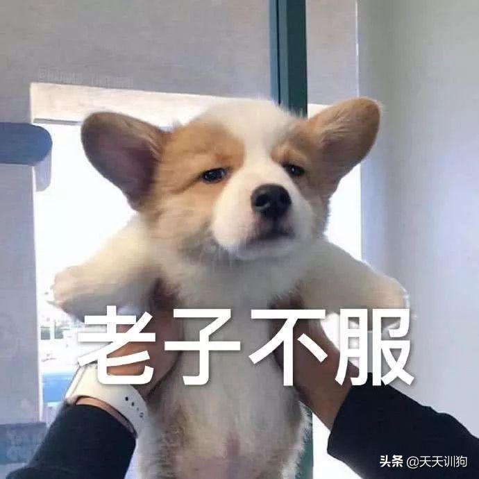 狗狗最想让你知道的9件事,狗狗最反感的事图片